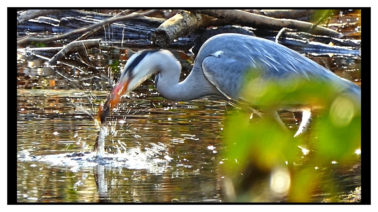 Blitzschnell der Graureiher auf  Jagd