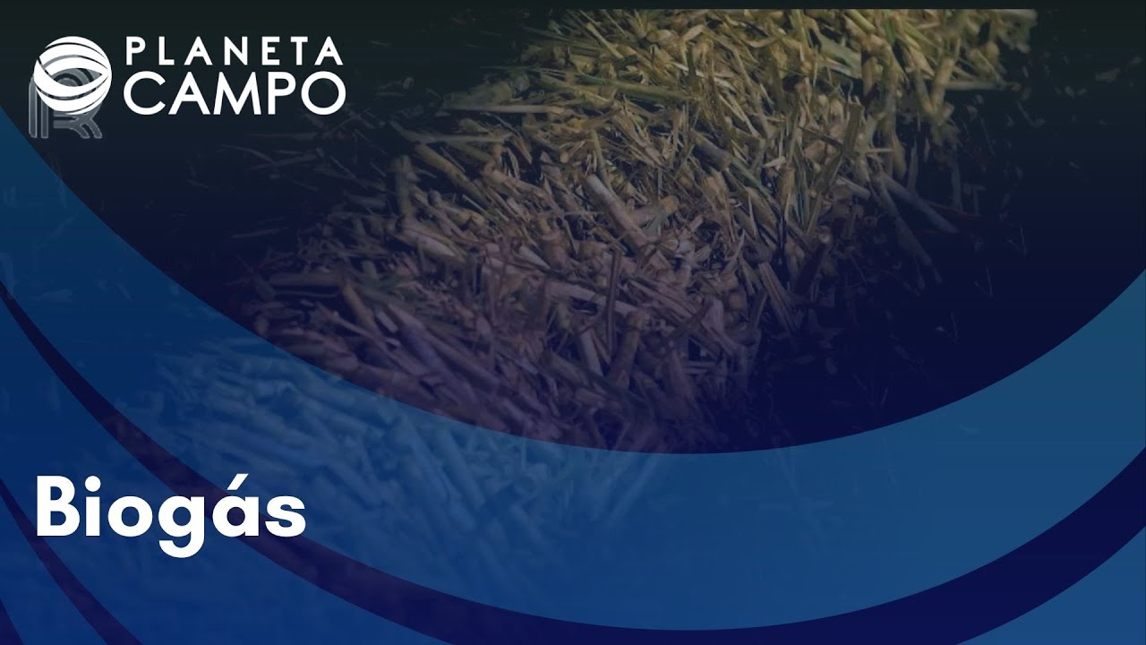 Conheça o uso da cana na produção de biogás - 27/09/22
