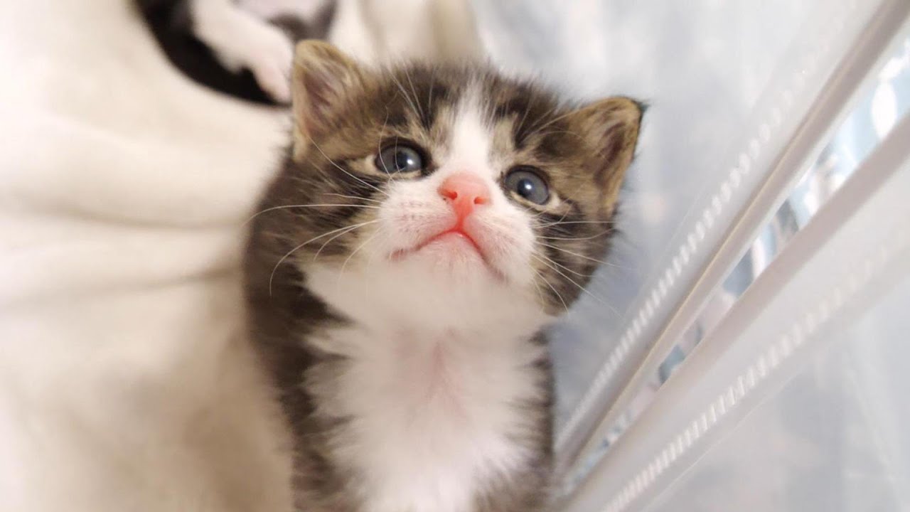 ご機嫌な表情の子猫がかわいい鳴き声で早くここから出してくださいとママにおねだりする【赤ちゃん猫　保護猫】