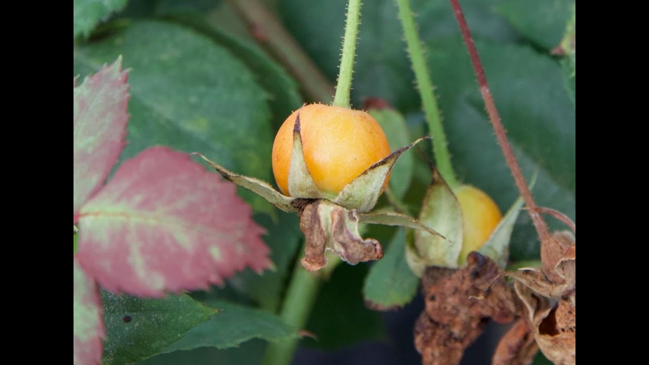 Growing your own roses from seeds