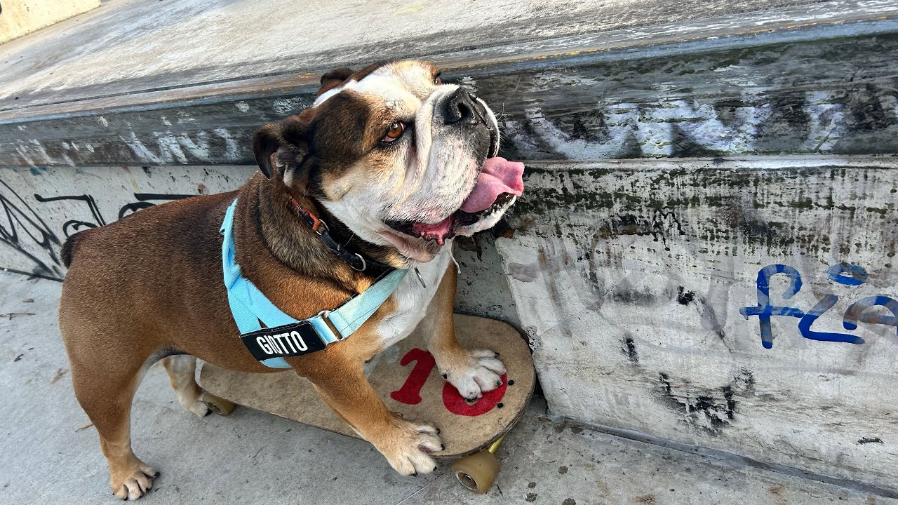 Giotto’s adventures @sydneyskatepark