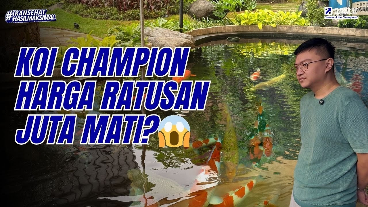 SETELAH PULUHAN KOI CHAMPION RATUSAN JUTA MATI, DATANGLAH JPD MEDICARP MAX K!!! — Tesar Gusmawan