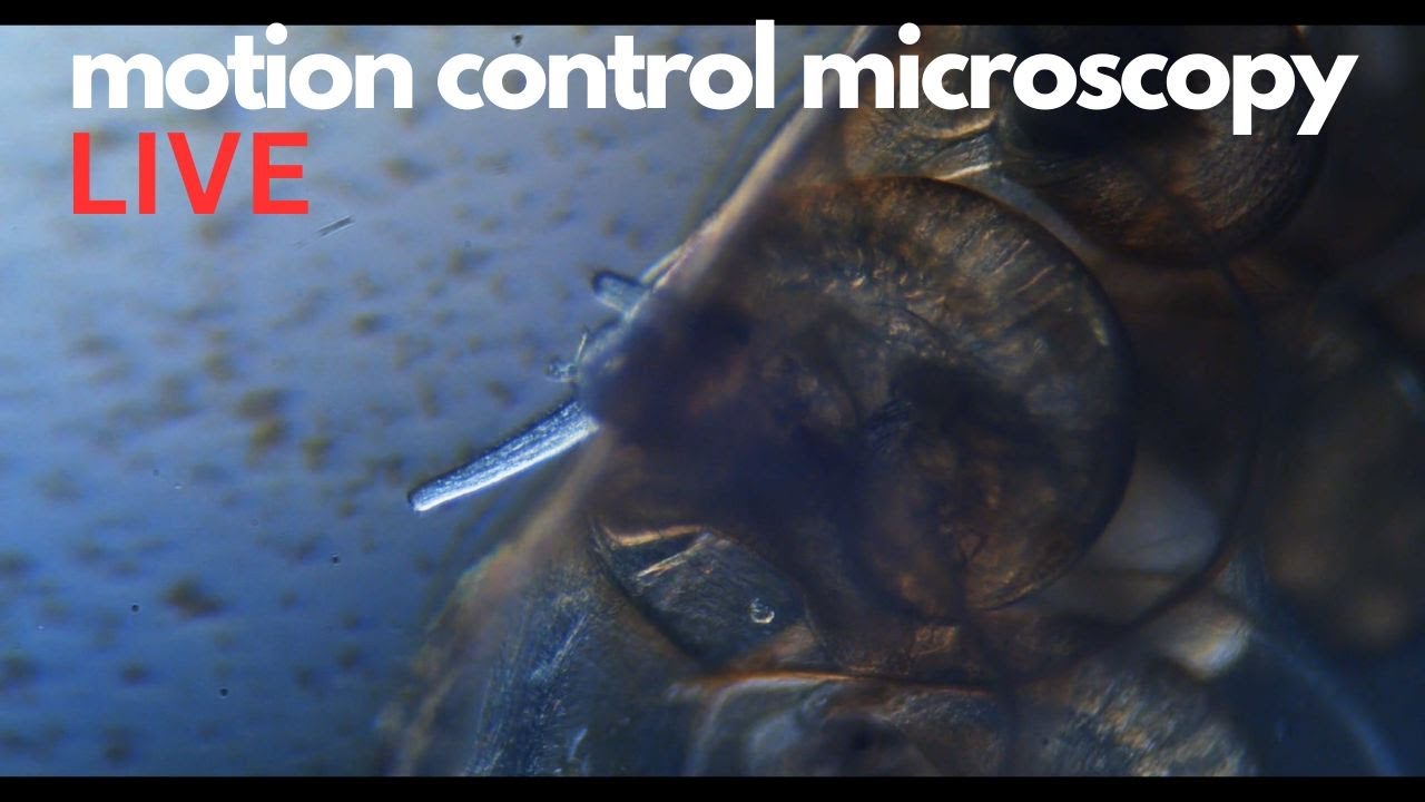 Hatching snails live on the stream and more - Pond water microscopy with a twist.