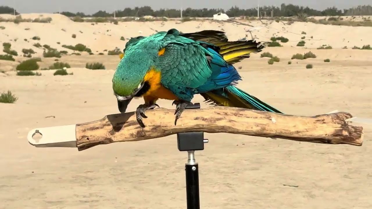 ماشاء الله طيران حر 