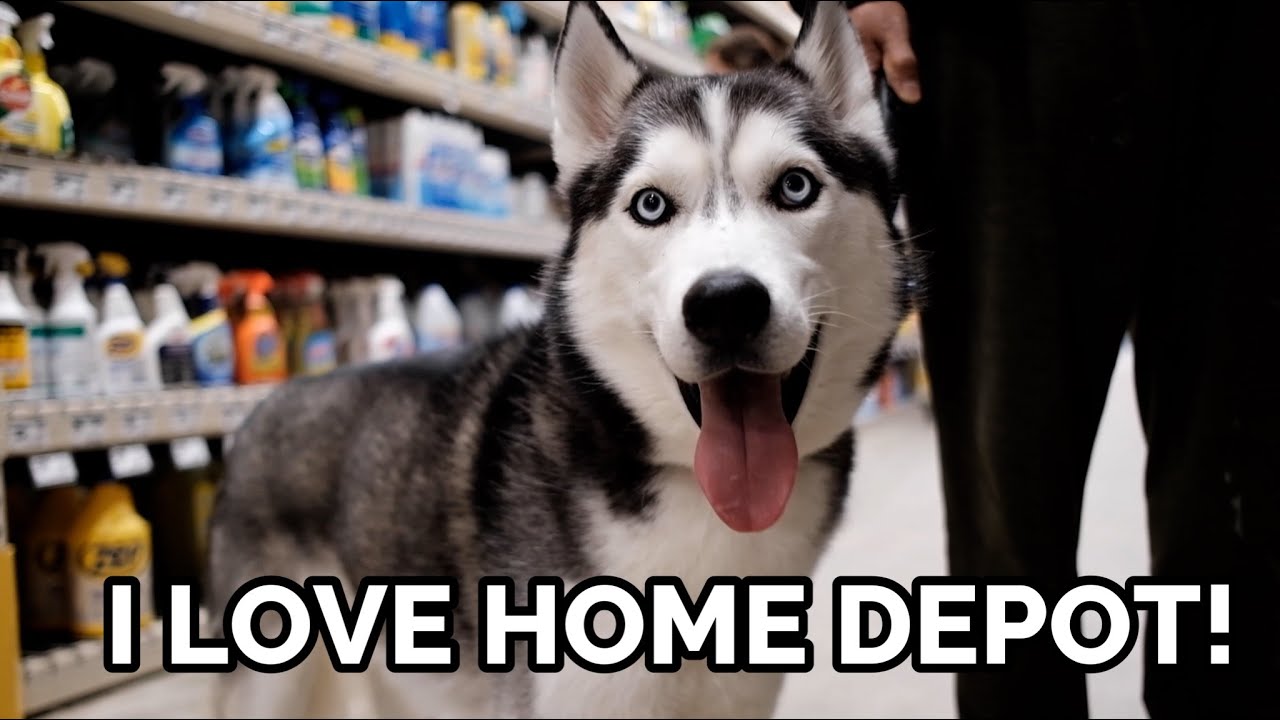 Dog meets so many Home Depot employees!