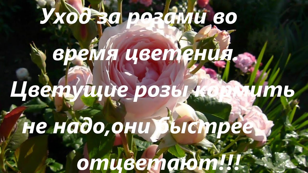 Уход за цветущими розами.Цветение ирисов!!!