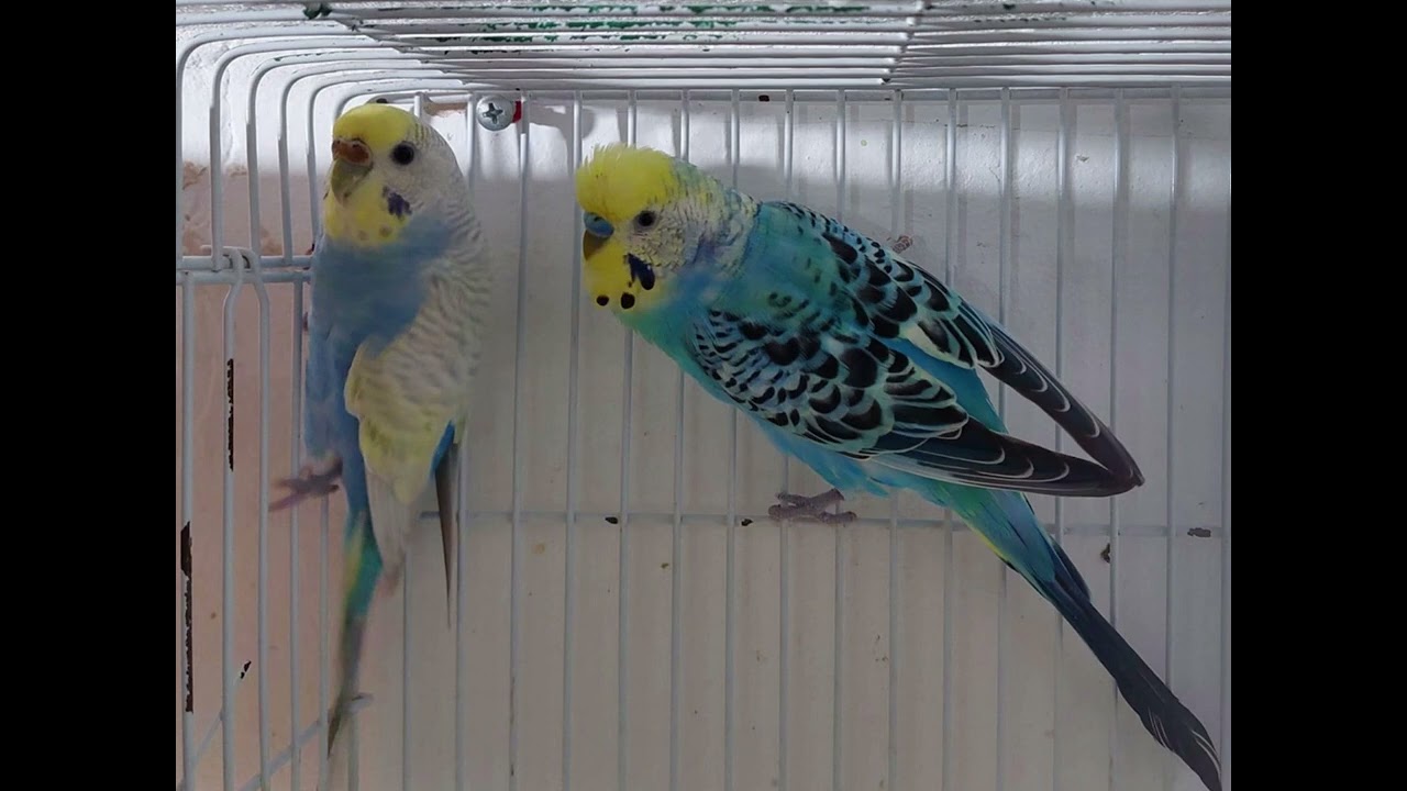 How to produce Rainbow budgies Sasta main