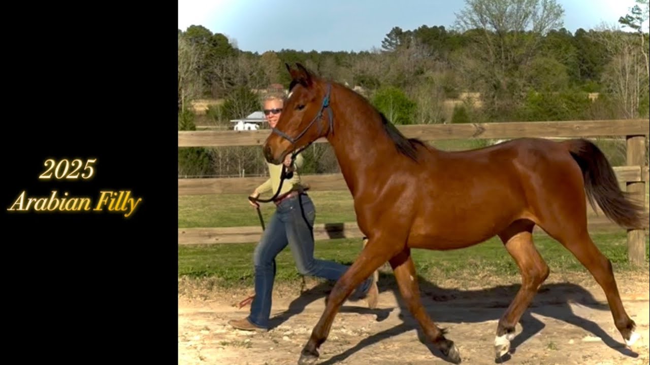 2025 Arabian Filly - “EHH Maranatha” 