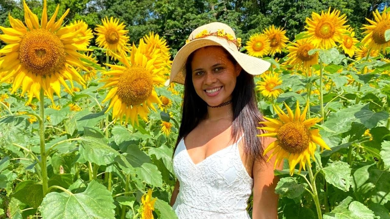 Tour en campo de Girasoles / Costa Rica