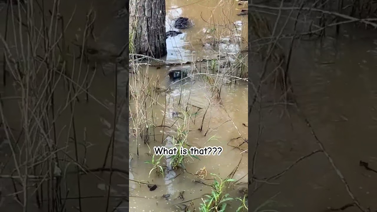 #funny #memes #animals #ytshorts #shorstfeed #comedyvideos #quoteoftheday #weather #ott