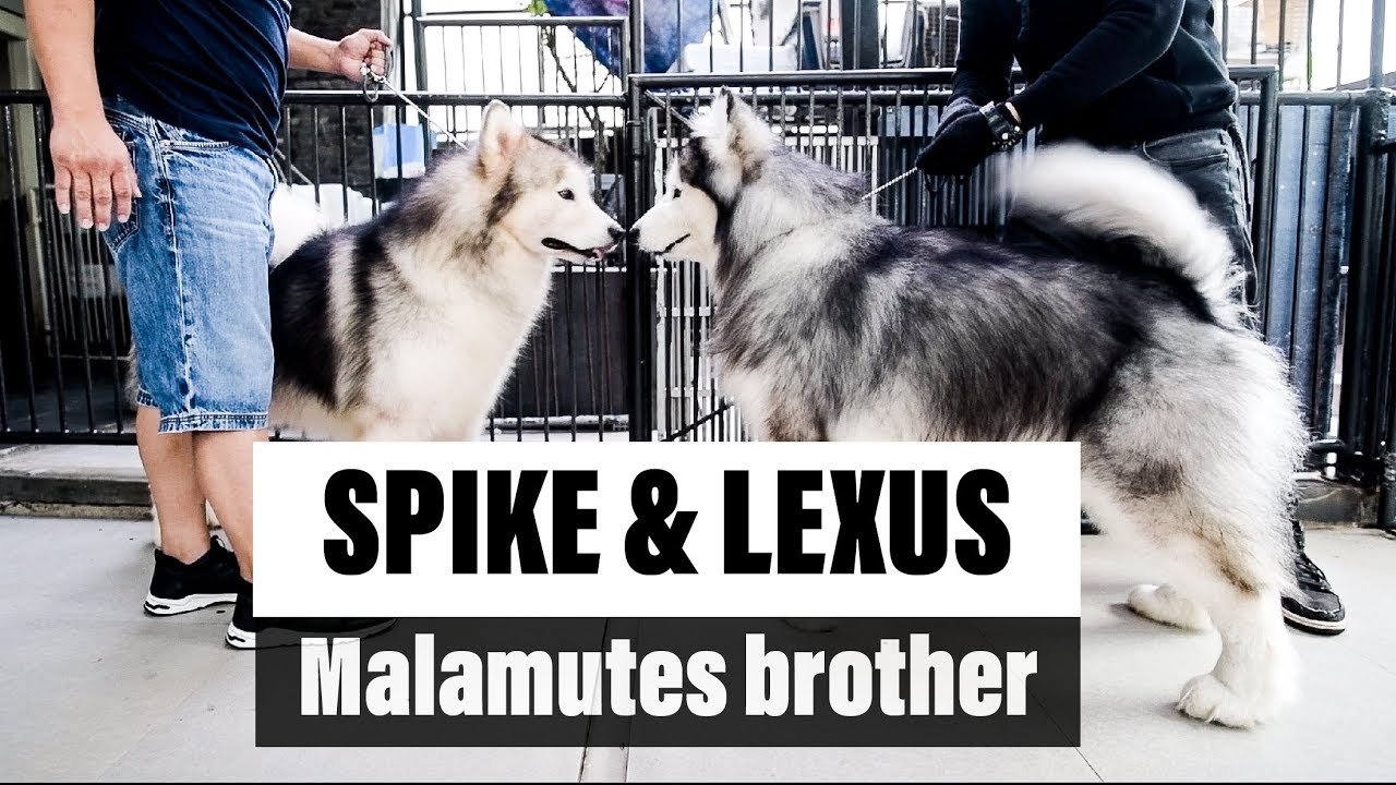 SPIKE ketemu LEXUS ( abang nya Spike )  - VLOG
