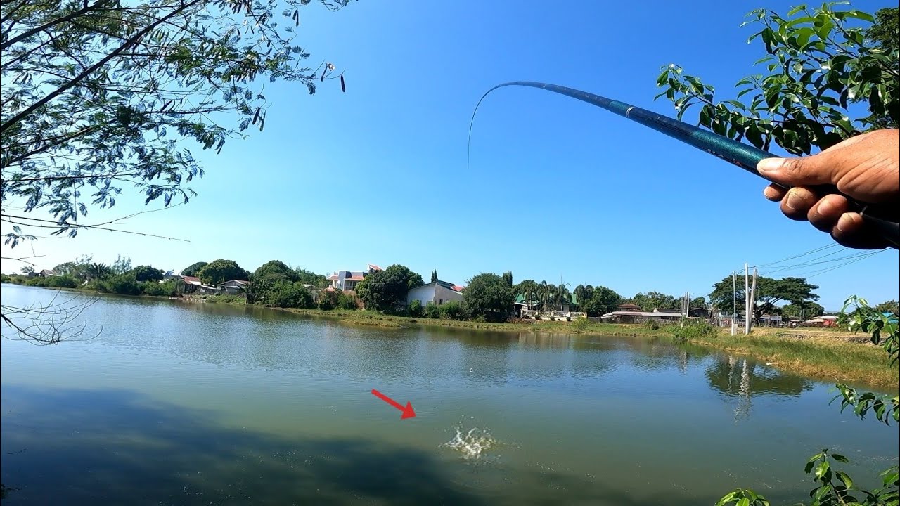 UNLIMITED TILAPIA SA SPOT NA ITO! SEGUNDO LANG MY HULI AGAD @PANGASINAN