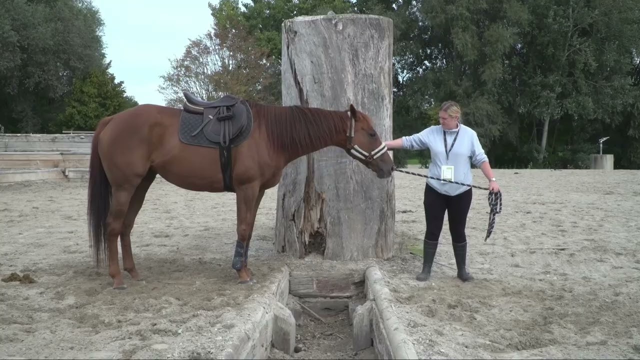 Passage d'un fossé en main - L’entrainement du cheval aux obstacles naturels