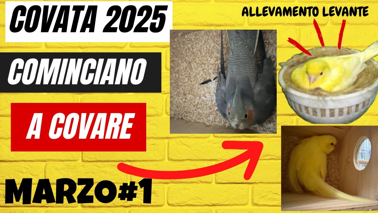 Cominciano a covare le uova  deposte -Marzo#1