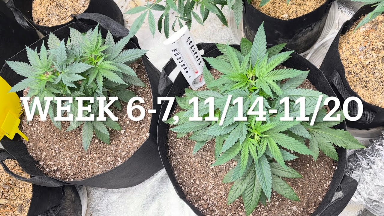 #420 GTGT Afgoo OD - week 6-7