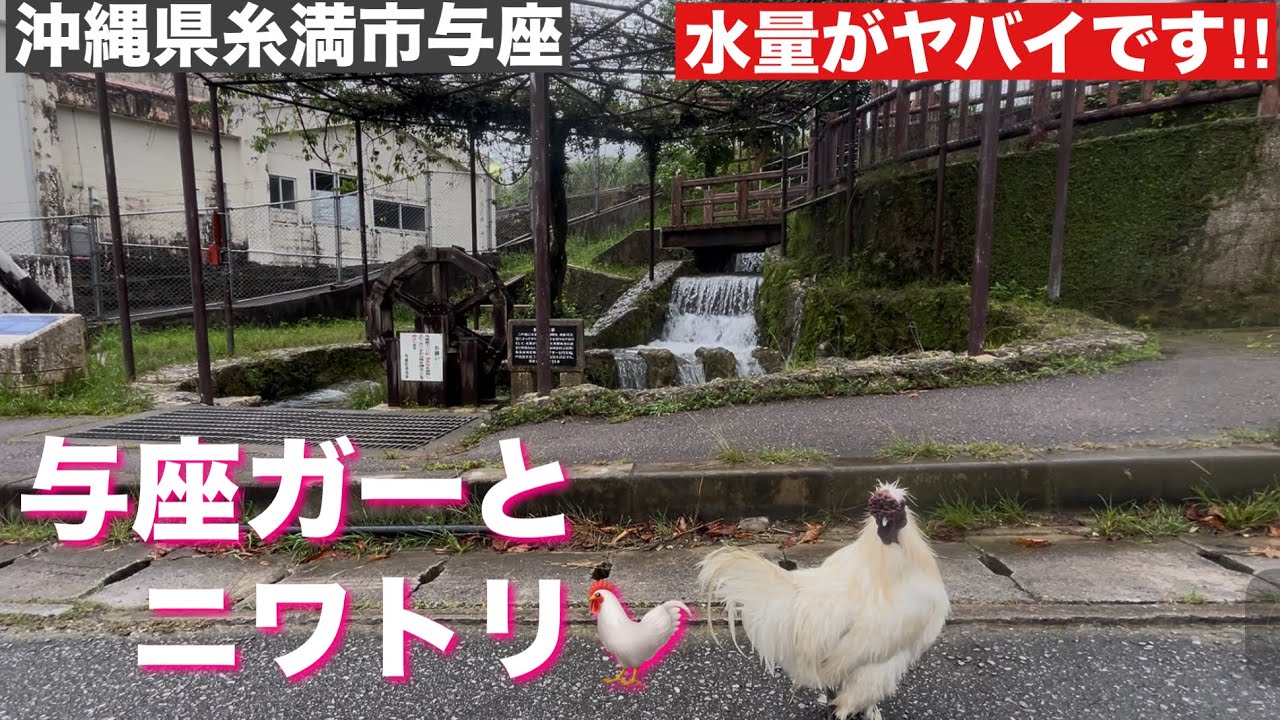 与座ガーとニワトリ🐓　水量がヤバイ‼  2025/７