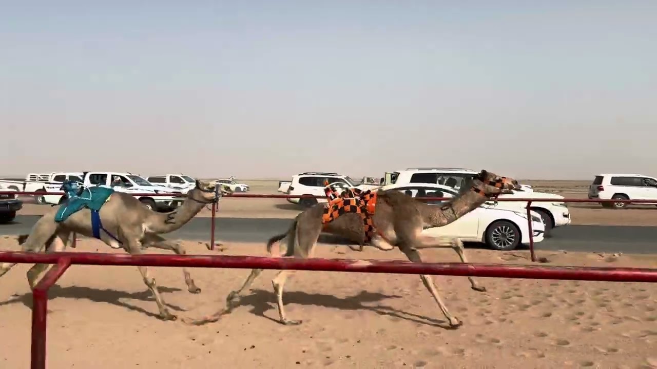 ش 5 بكار مفاريد منارة ل محمد سعد فناطل العنزي