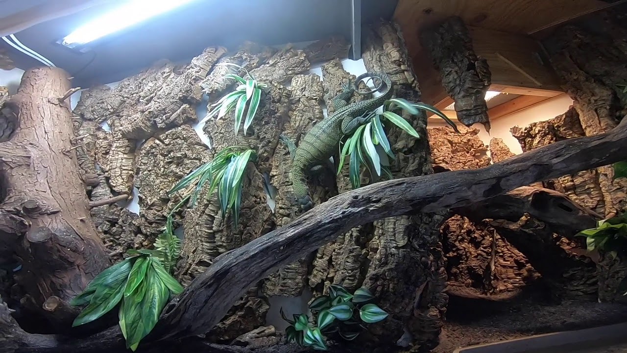 Peach Throat Monitor Interaction and Enclosure