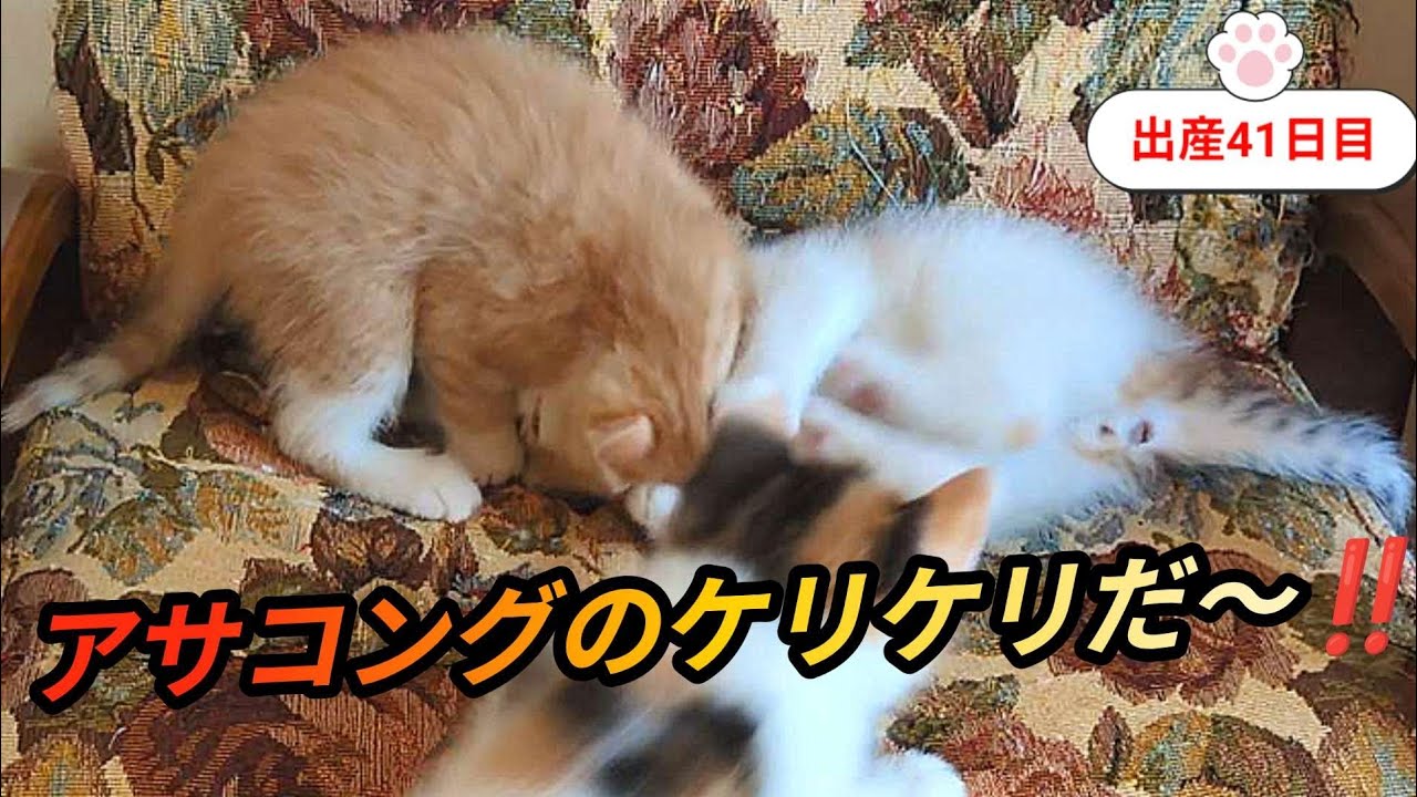 [生後41日目]椅子の上プロレスを開催しました‼️