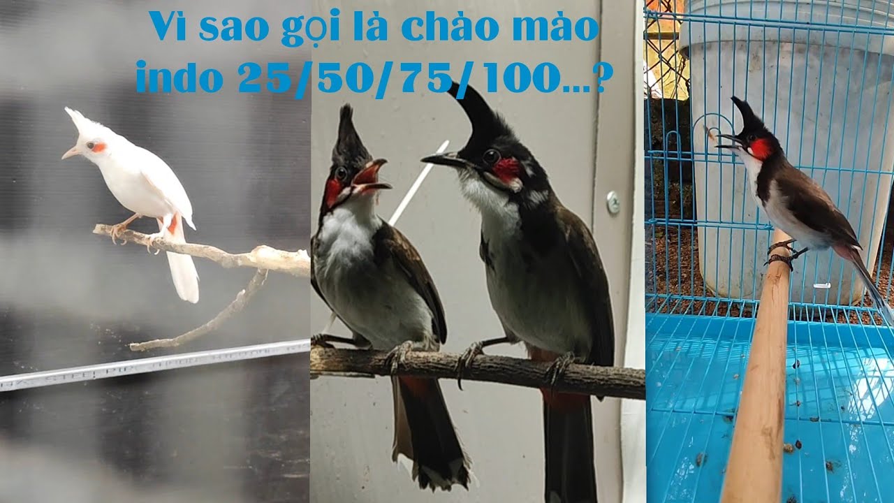 Như thế nào là chào mào indo 25, 50, 75....