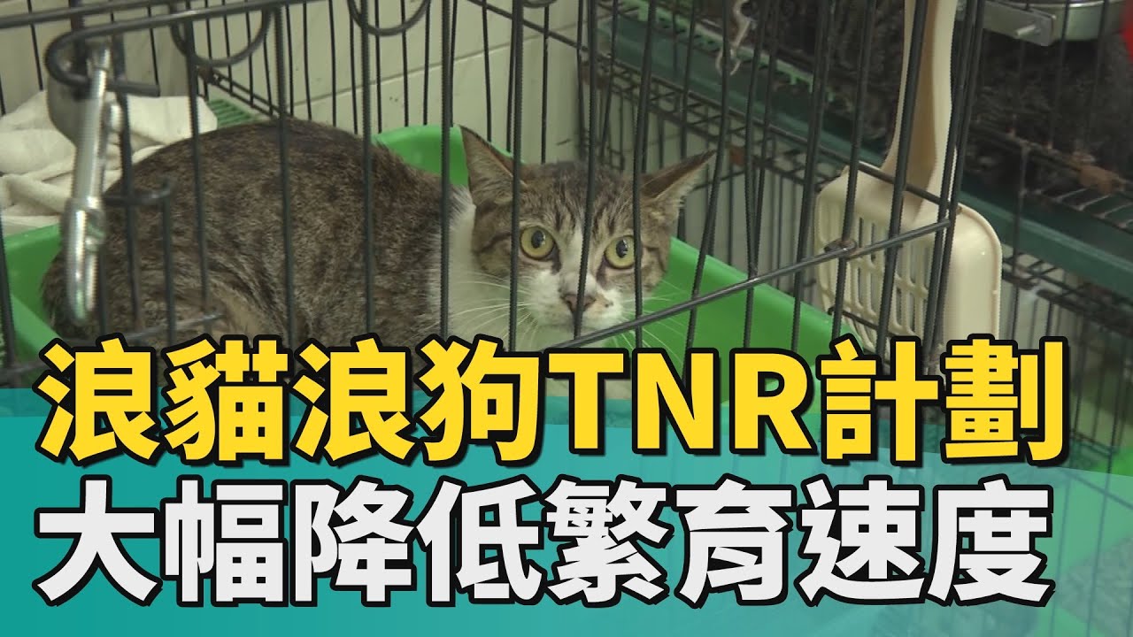 誘捕 絕育 原地回放|浪貓浪狗TNR計劃 大幅降低繁育速度