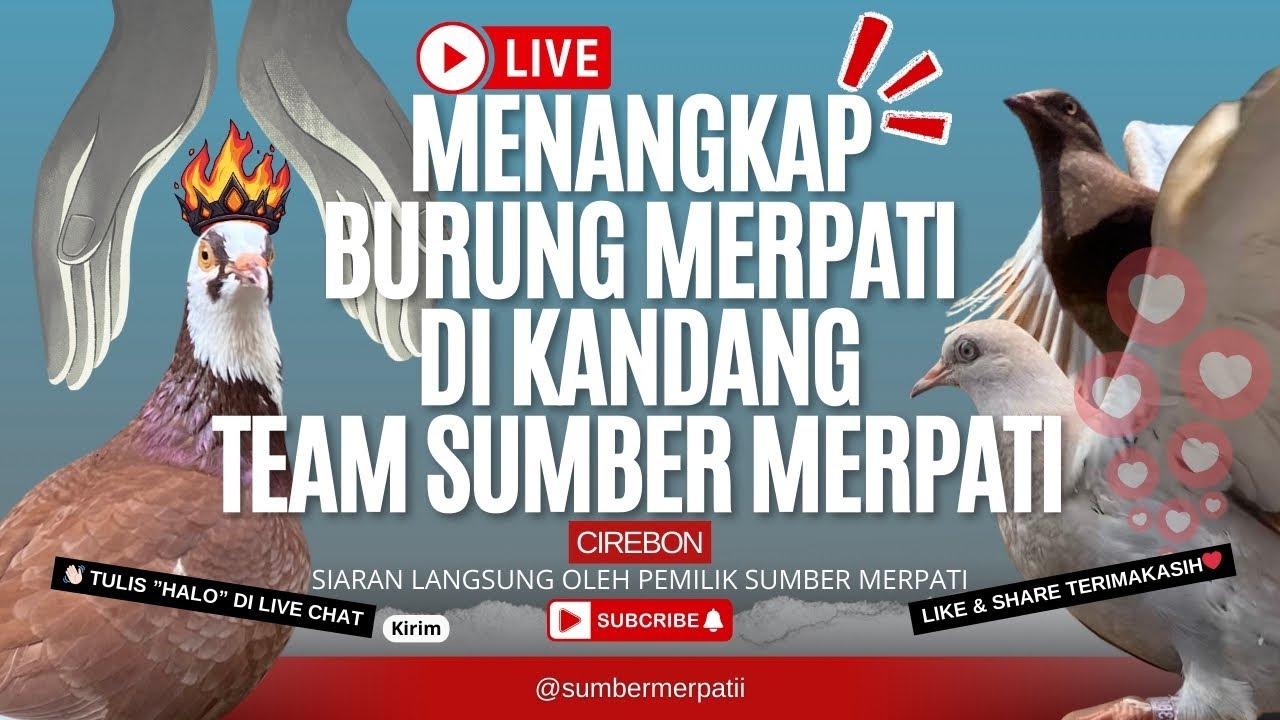 🔴LIVE Menangkap Burung Merpati Di Kandang Sumber Merpati Cirebon‼️