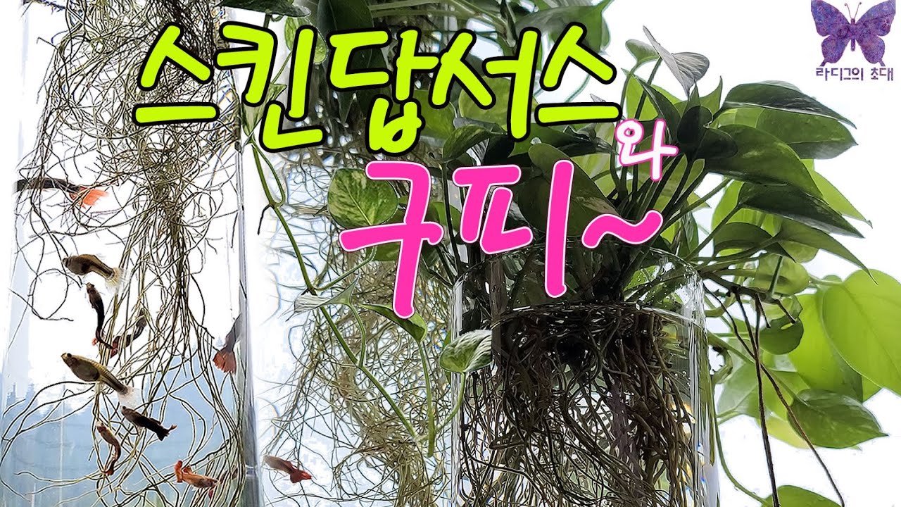 구피와스킨답서스 원본영상/수경식물과구피어항/ 여과기없이구피키우기