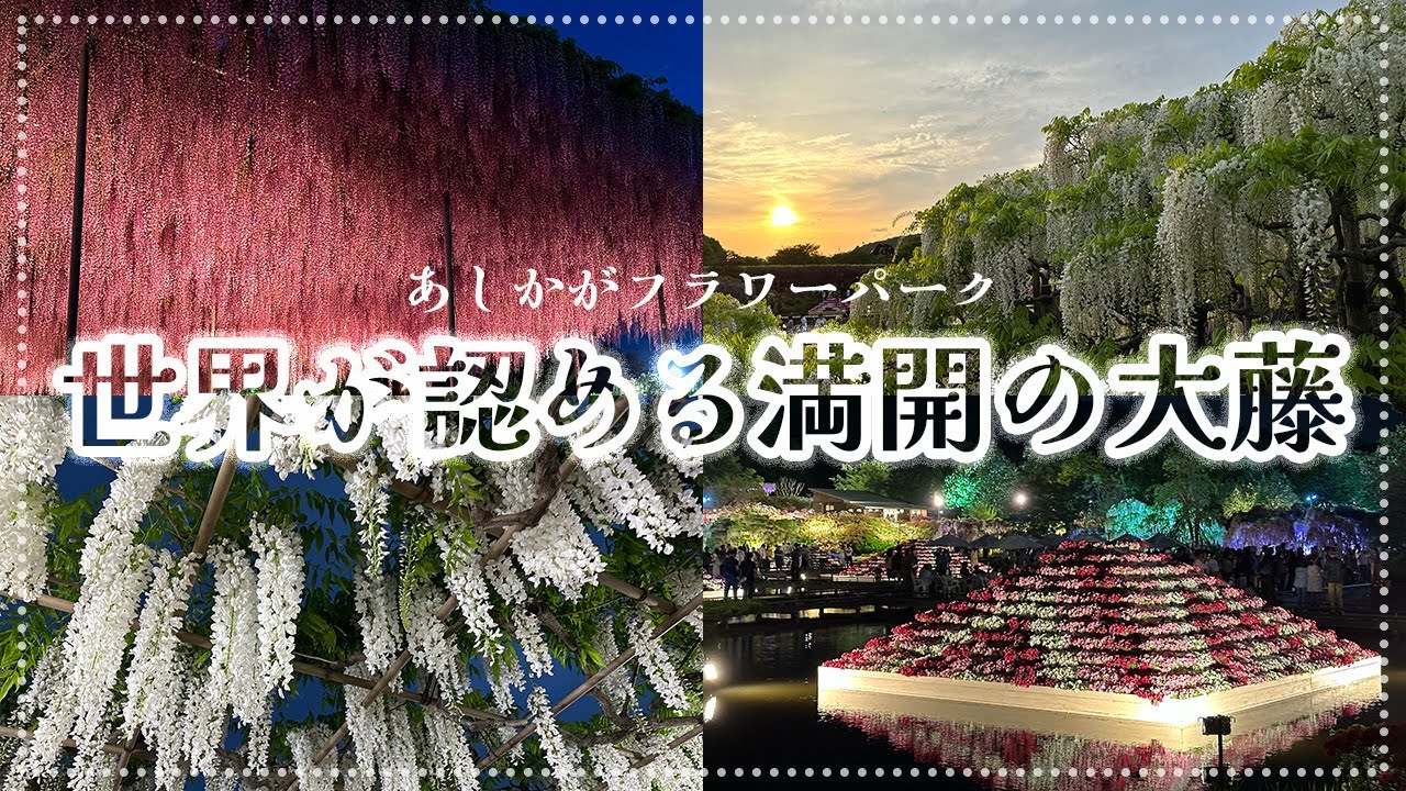 【あしかがフラワーパーク2024】世界が認める満開の大藤をお届けします【Beautiful Wisteria in Ashikaga Flower Park】