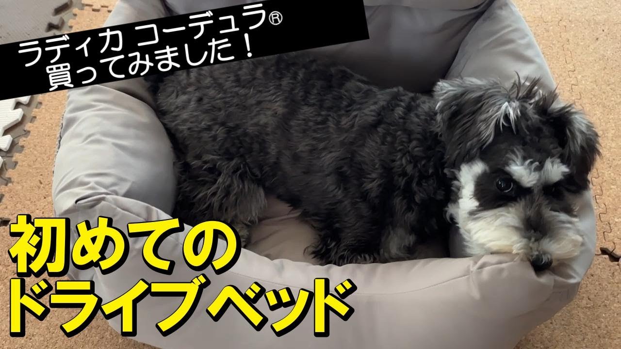 【車中泊アイテム】愛犬のためのドライブベッド、ラディカ コーデュラ（R）を買ってみた！