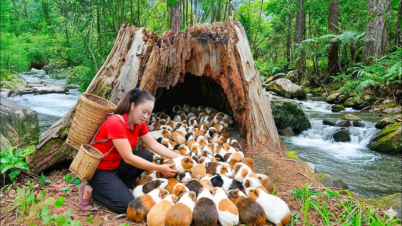 Harvest 1000+ Wild Guinea Pigs Go to Market Sell | How to Trap Guinea Pigs | Off the Grid