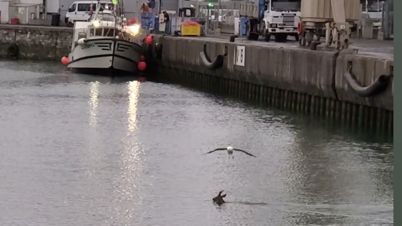 Chevreuil sauvé des eaux par des marins pêcheurs aux Sables d'Olonne