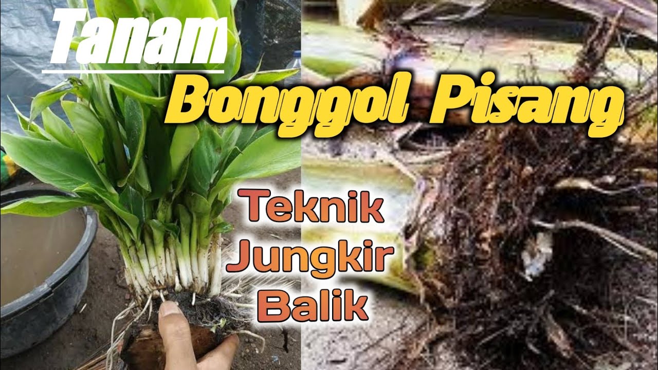 Tanam Bonggol Pisang Teknik JUNGKIR BALIK