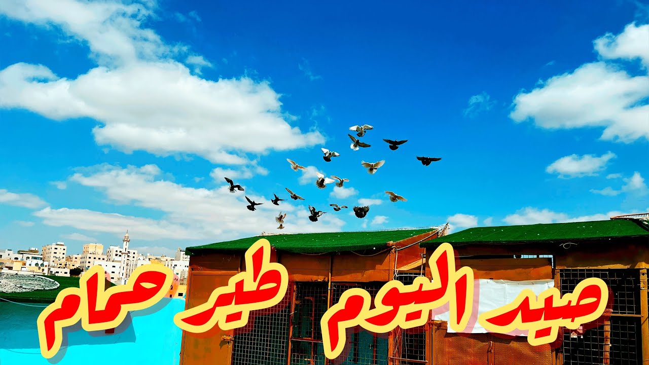 صيد اليوم طير حمام. ترويش وتشميس وتدريب الحمامات على الطيران. 🌺👍🌺