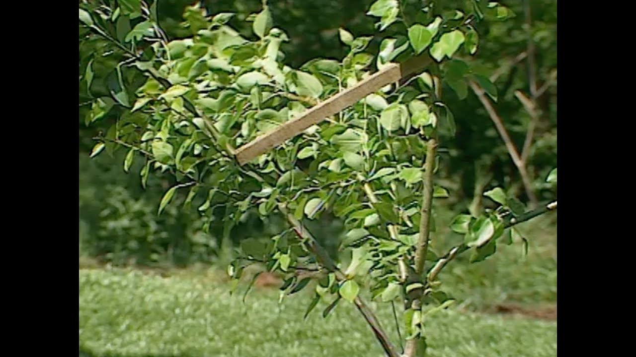 Training Pear Trees