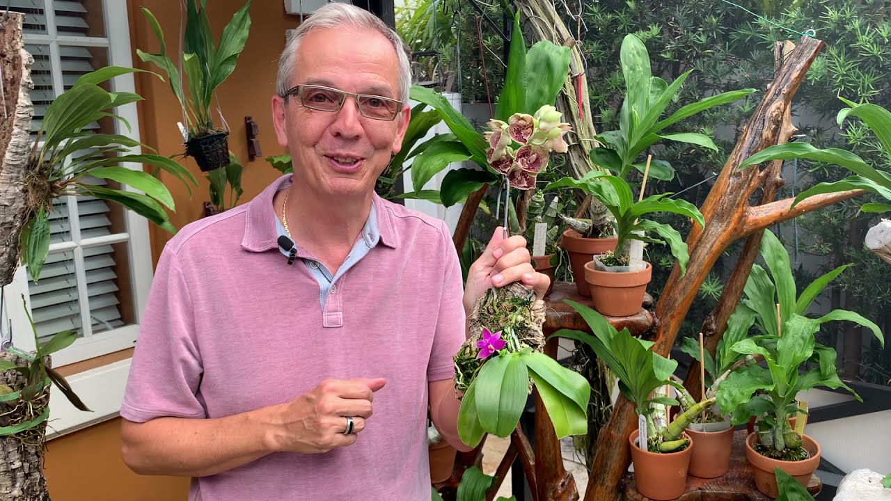 How I care for my Phalaenopsis violacea