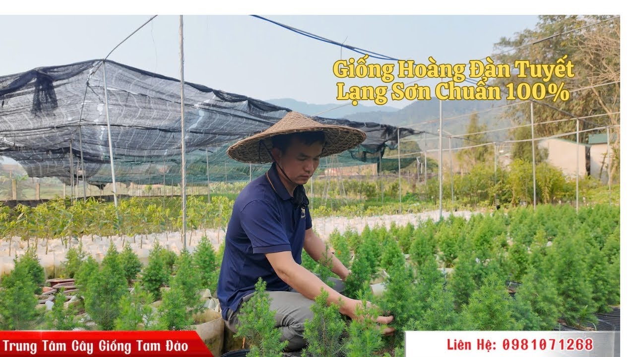 Cùng tìm hiểu về cây giống hoàng đàn tuyết lạng sơn