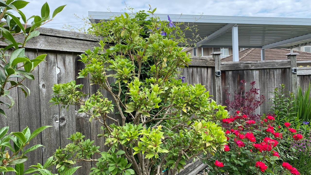 Maintaining Cloud Pruning For Pieris Japonica  - May 31, 2023