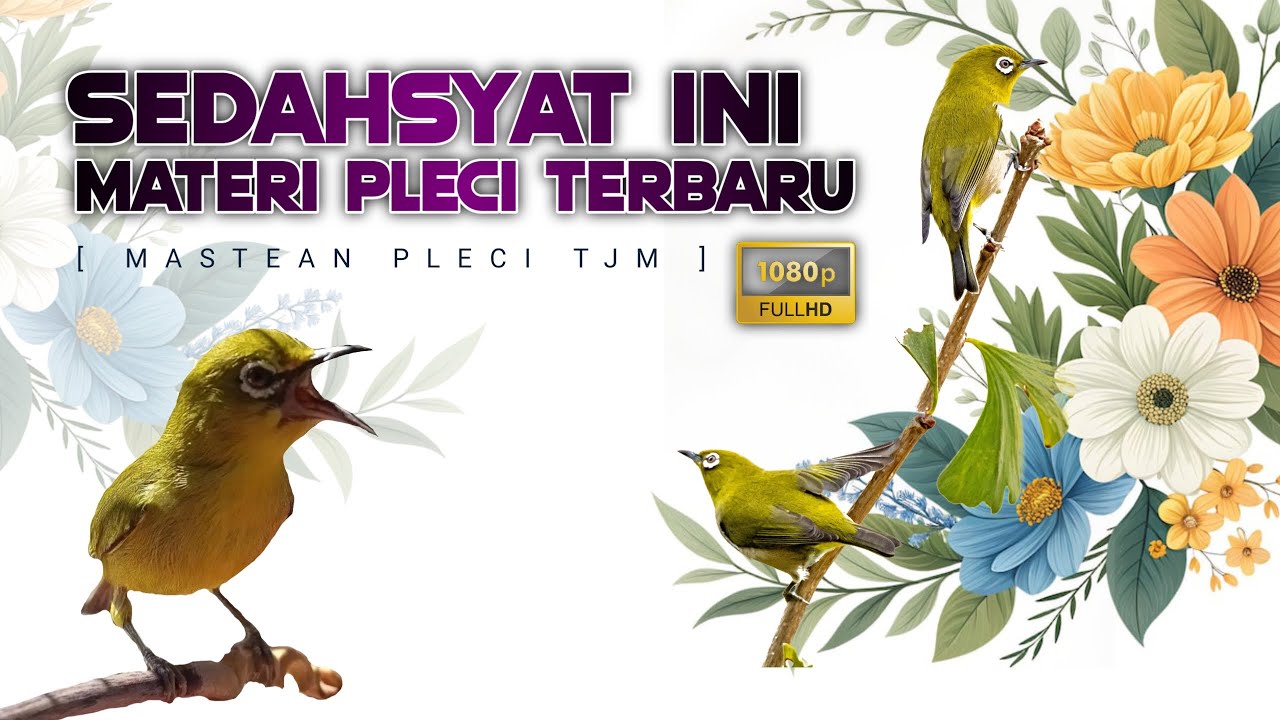 🔴 LIVE Masteran Pleci Tembakan Super Dahsyat Terkini