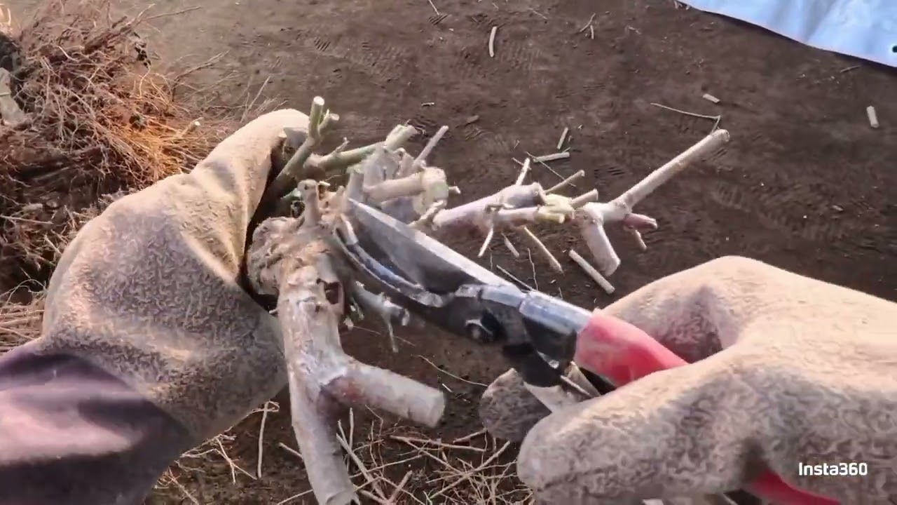 No.1 花梅盆栽の鉢上げ剪定