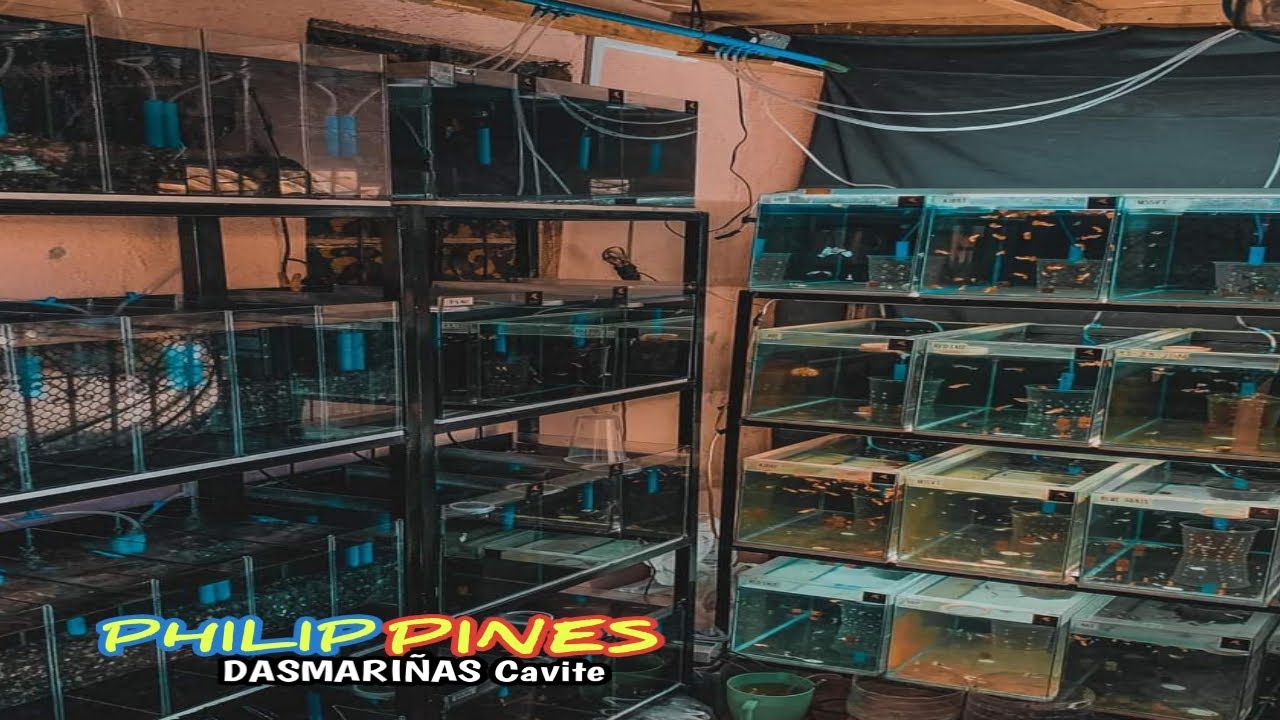Raising Exotic Guppies😱|Halikana't tignan ang mga RARE na GUPPY at MALAMAN ang kanilang KATANGIAN
