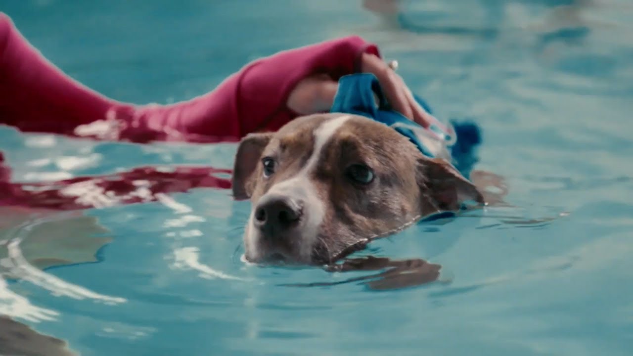 Canines Find the Road to Recovery in Endless™ Pools