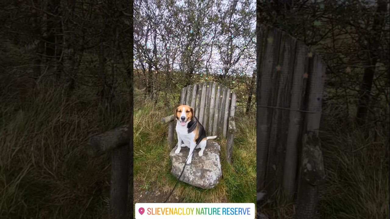 slievenacloy nature reserve #wildlifetrust #naturereserve