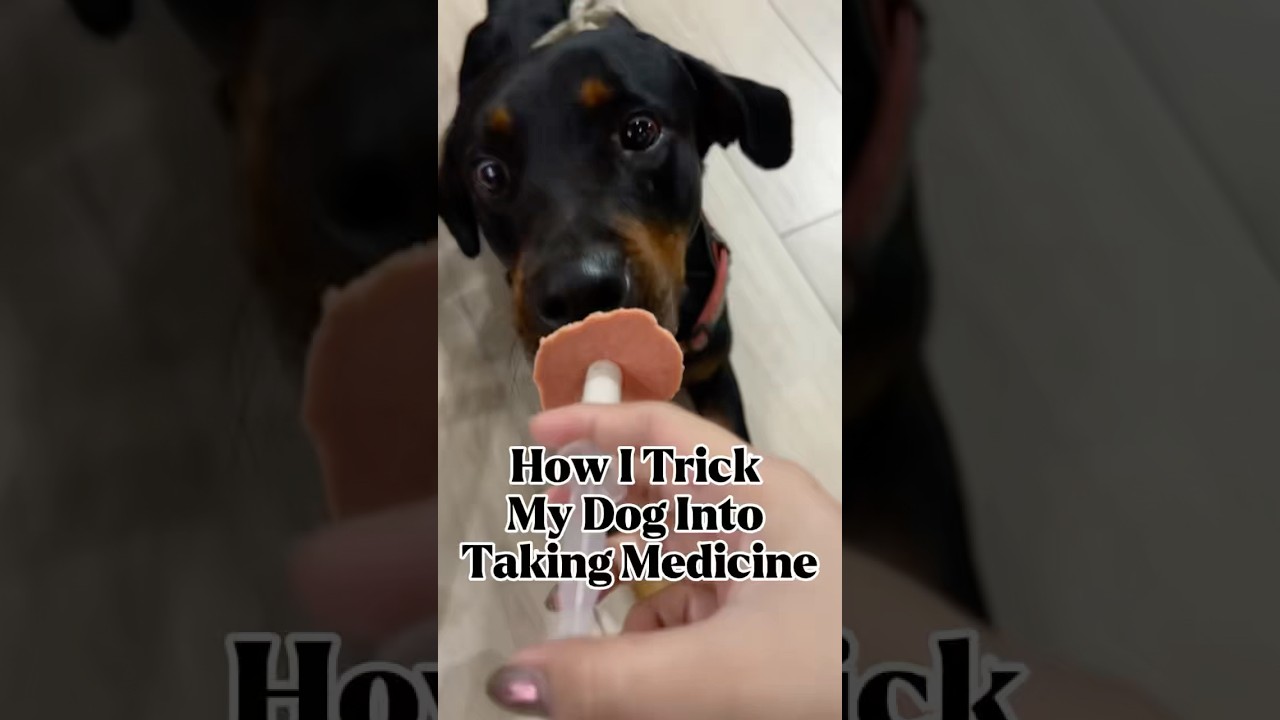 How I Trick My Dog Into Taking Medicine|#shorts #short #shortsvide #shortvideo #youtube #dog #dogs