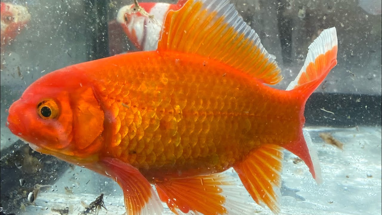 Fine della stagione di riproduzione di pesci rossi e Koi 