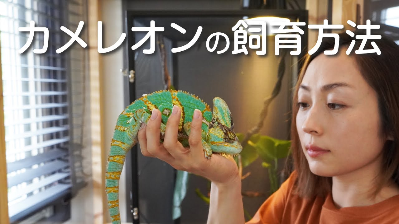 カメレオンの飼育方法/エボシカメレオンの飼い方/Veiled Chameleon