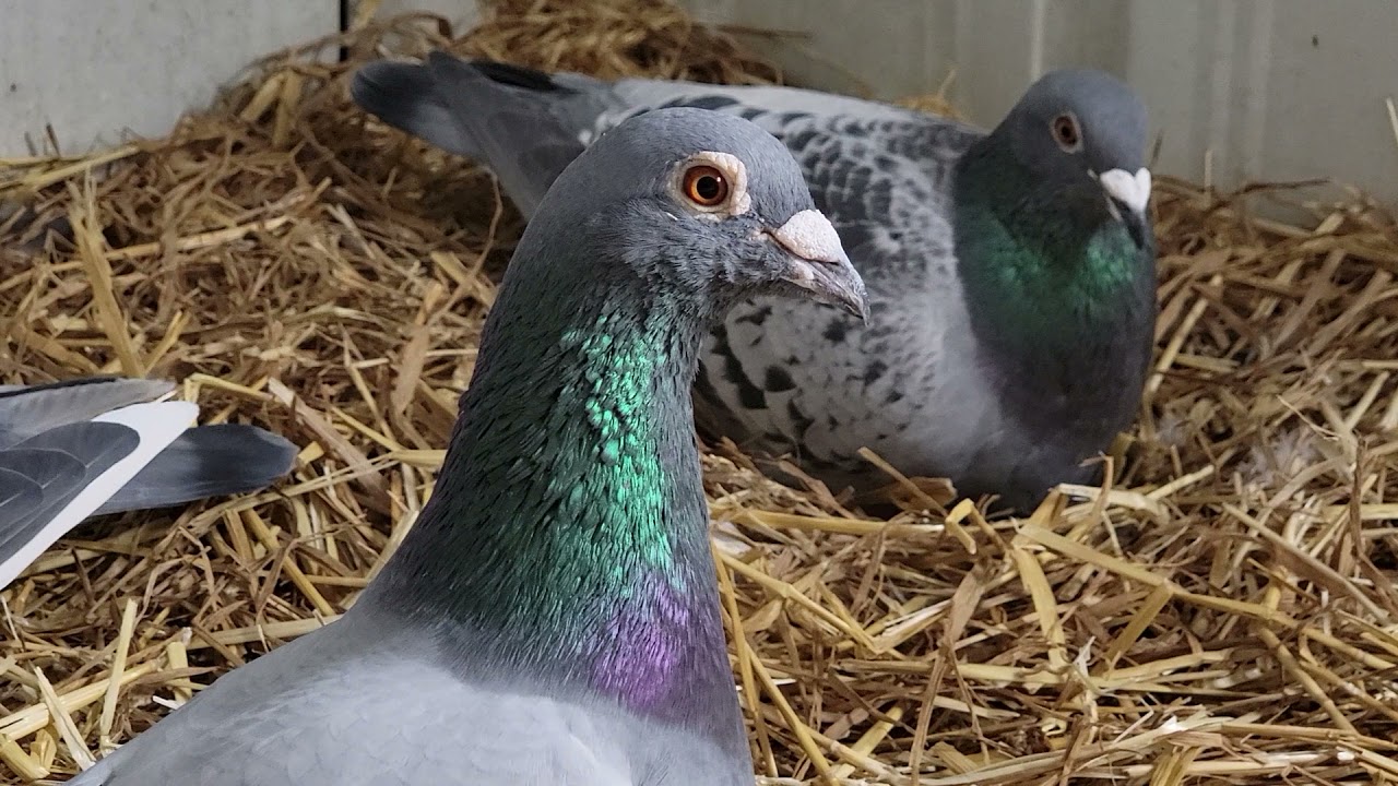 Spots has a baby! | Van de Wouwer Gaston | Racing homer Pigeon