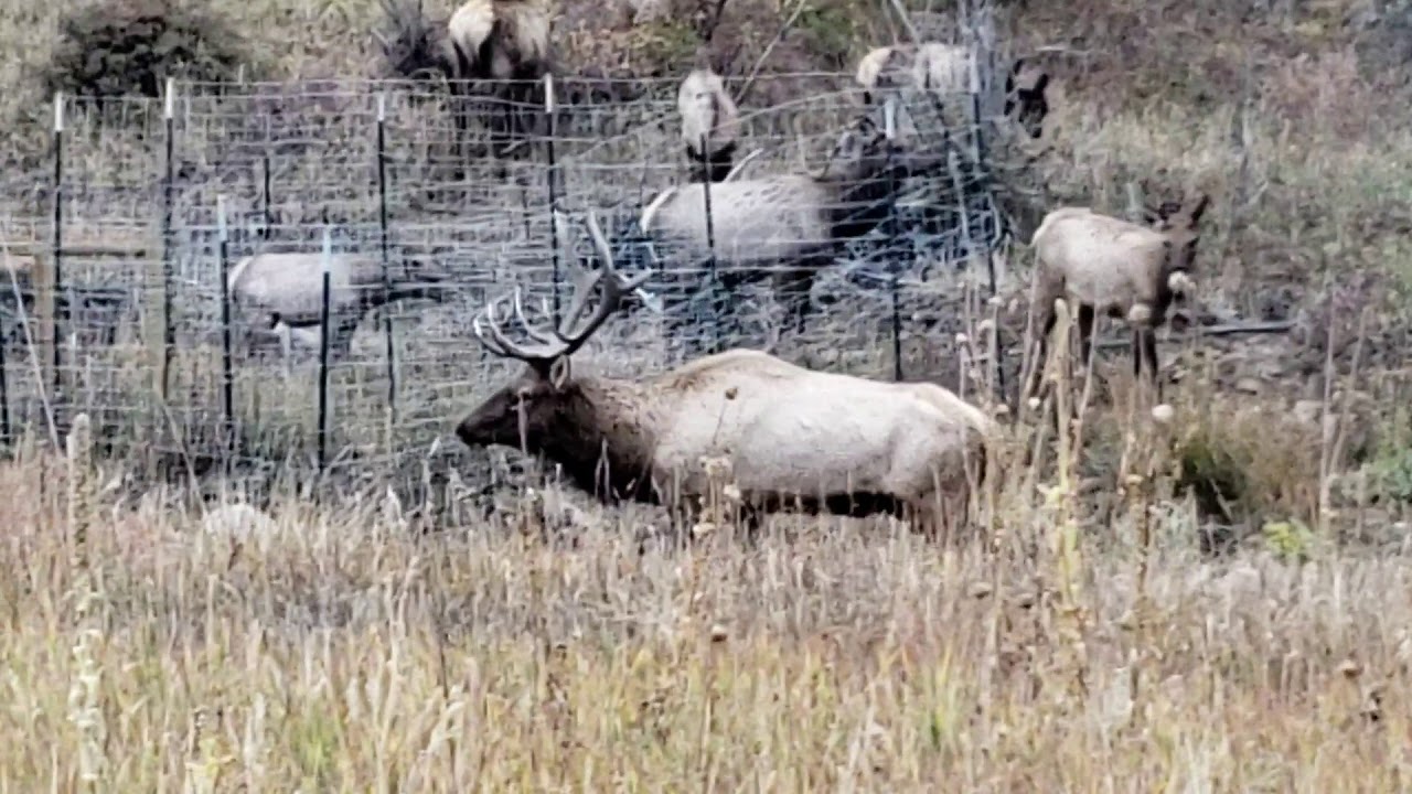 Elk in october Estes park