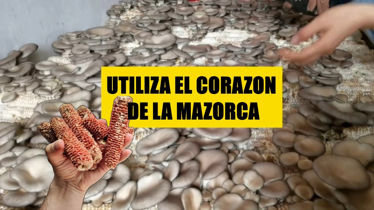 🟨Utiliza el corazon de las mazorcas para cultivar setas |  Pleurotus ostreatus | Na_nacatl