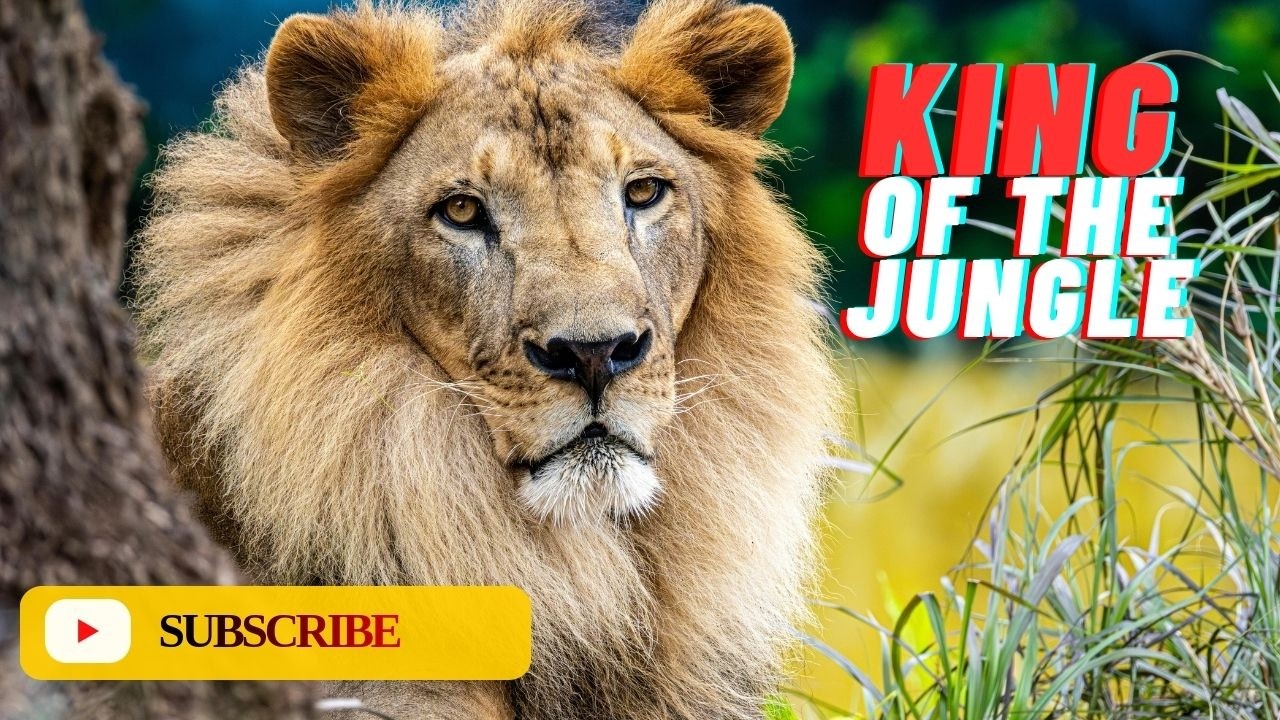 Lions: FAQs and True Facts.
