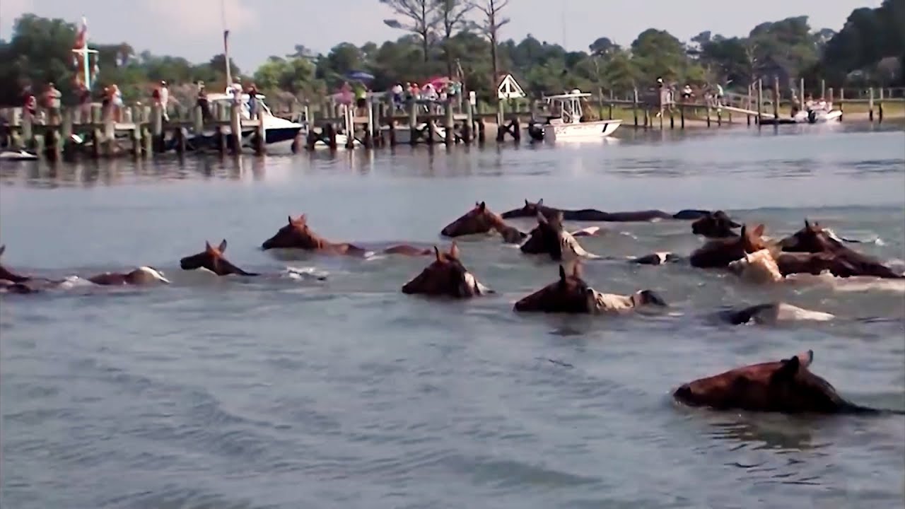 This Delmarva Tradition is Hitting a Special Milestone, We Preview the 100th Chincoteague Pony Swim